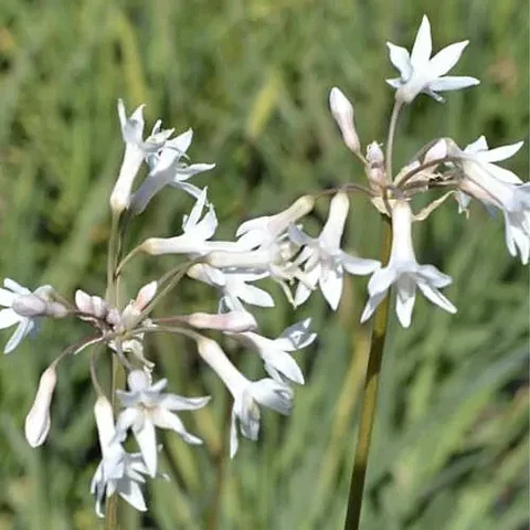Tulbaghia blanca