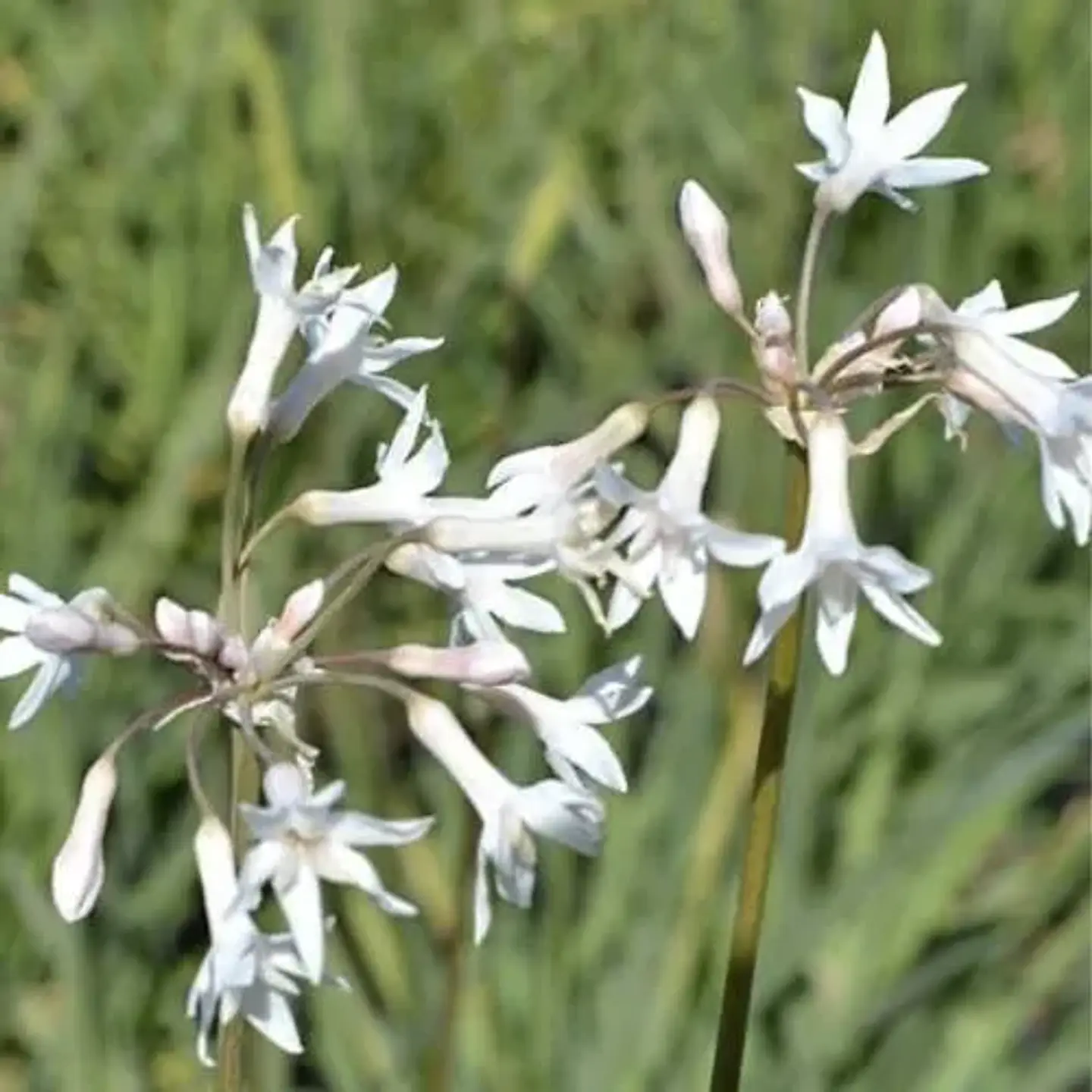 Tulbaghia blanca 1
