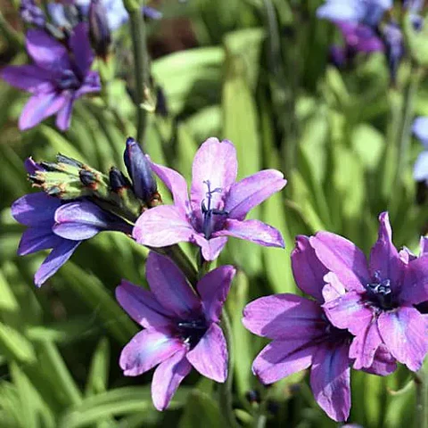 Babiana Stricta