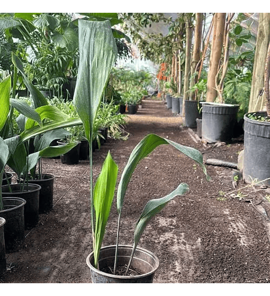 Aspidistra