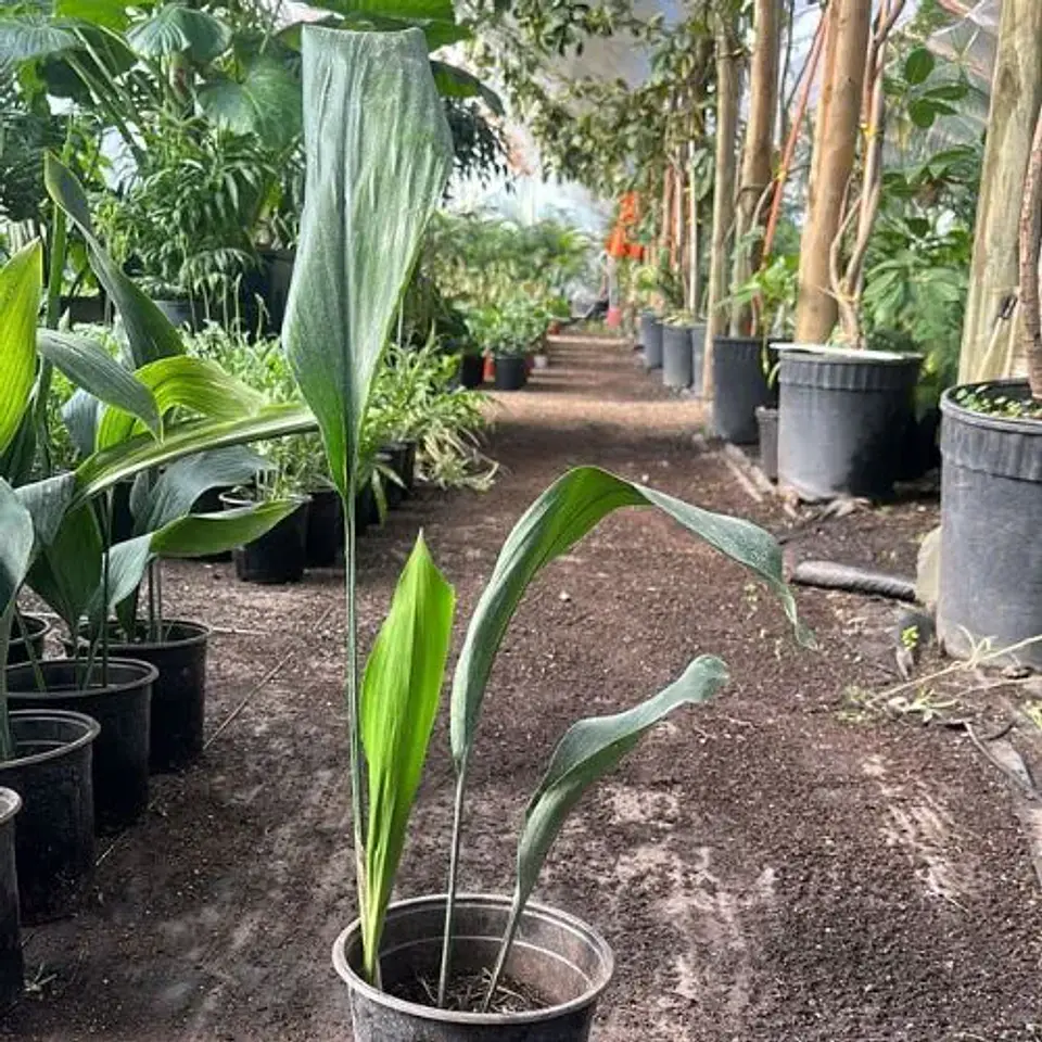 Aspidistra 1