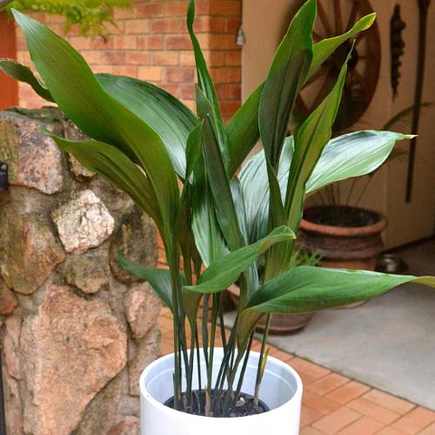 Aspidistra