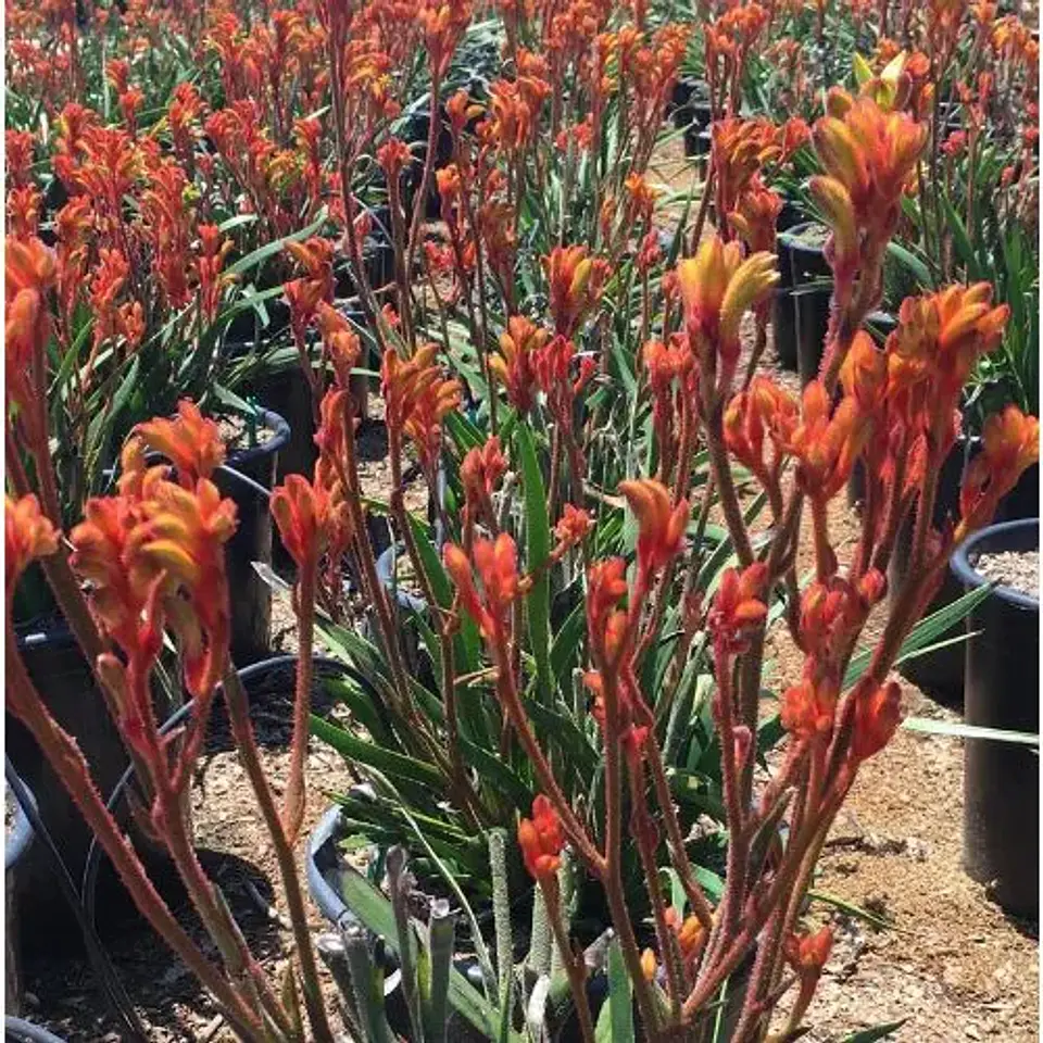 Anigozanthos 2