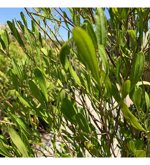 Stenocarpus por metro (2 unidades)