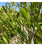 Stenocarpus por metro (2 unidades) - Miniatura 2