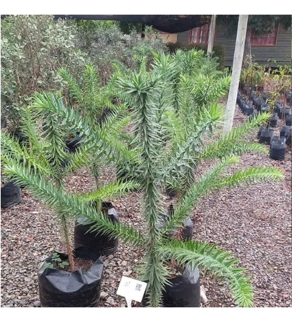 Araucaria brasilera