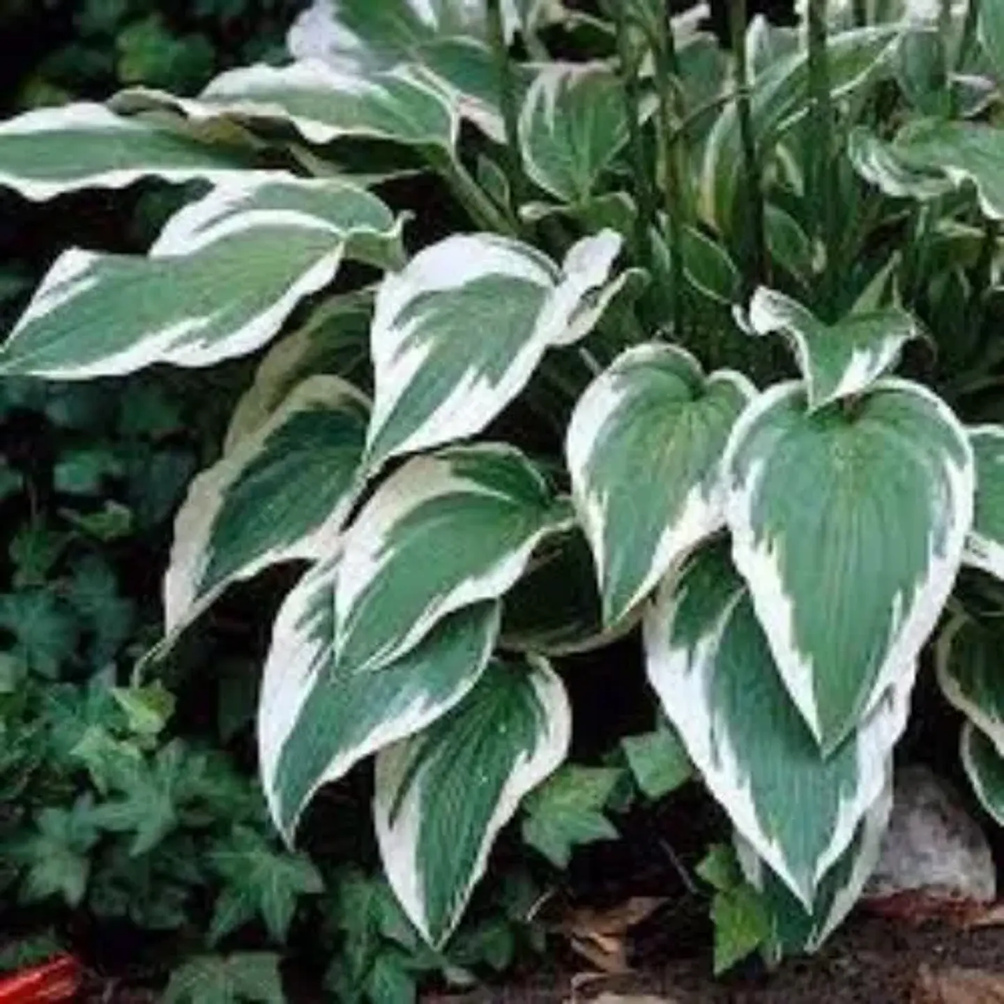 Hosta 7