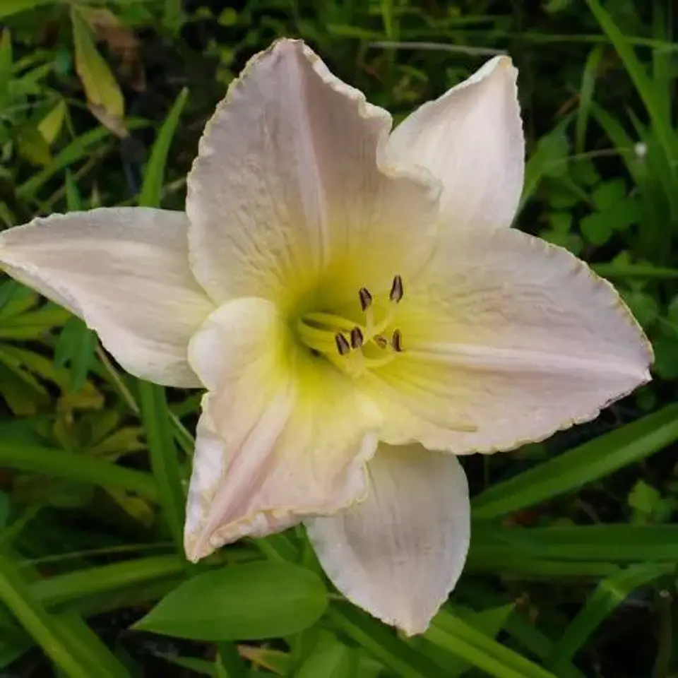 Hemerocallis Celestial City 1