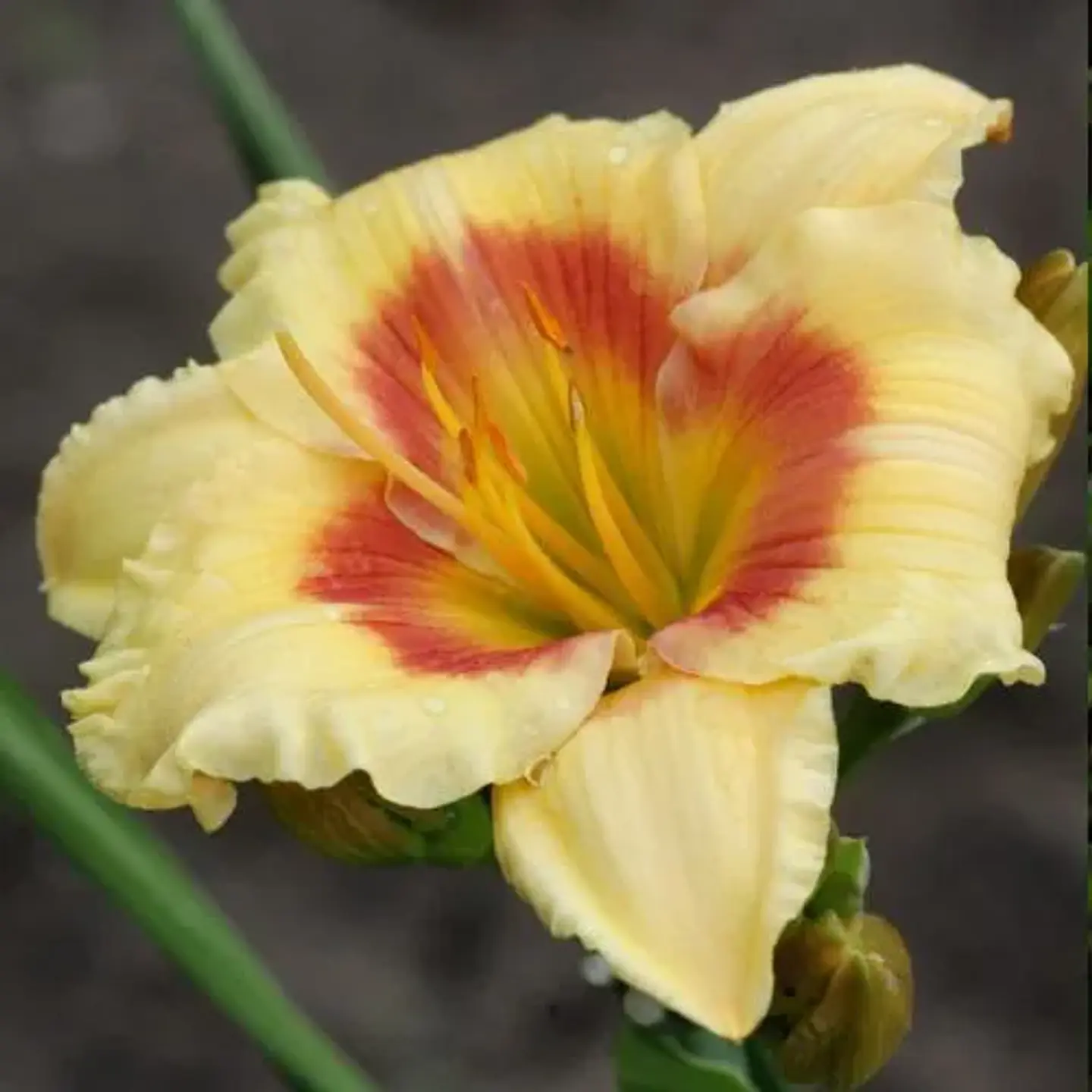 Hemerocallis Spits Beauty 1