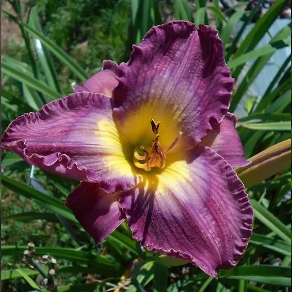 Hemerocallis Court Magician 1