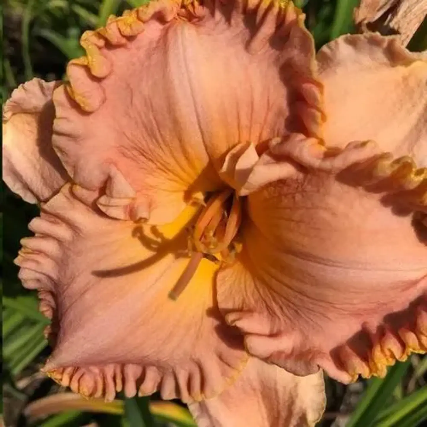 Hemerocallis Diva's Choice 1