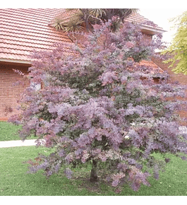 Acacia púrpura