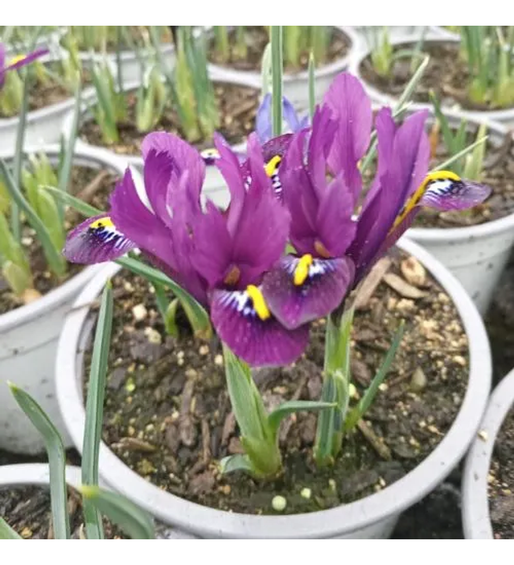 Iris Reticulata Purple Hill