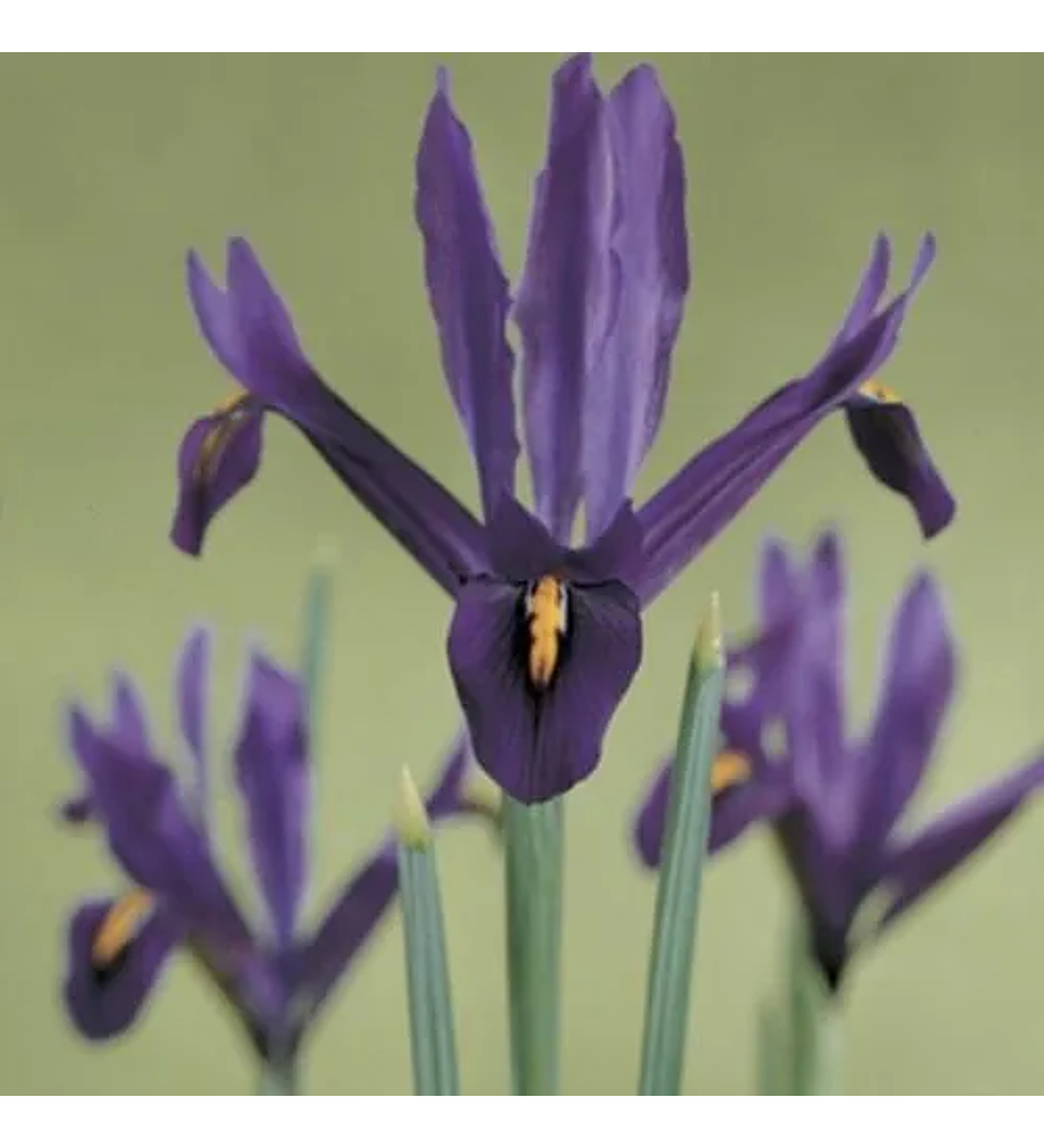 Iris Reticulata JS Dijt