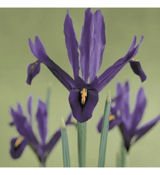 Iris Reticulata JS Dijt