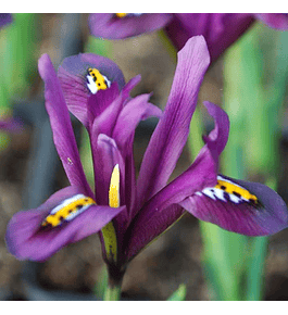Iris Reticulata Purple Hill