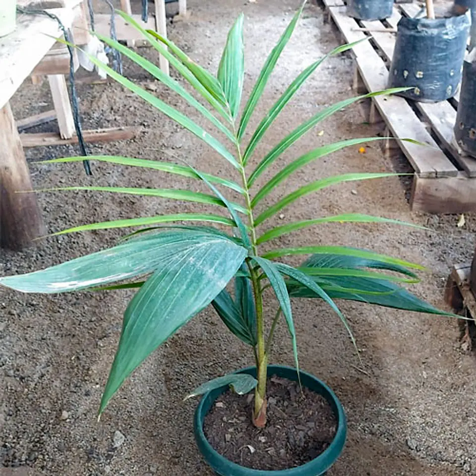 Kentia 1