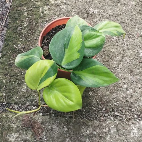 Philodendro Cordatum Brasil