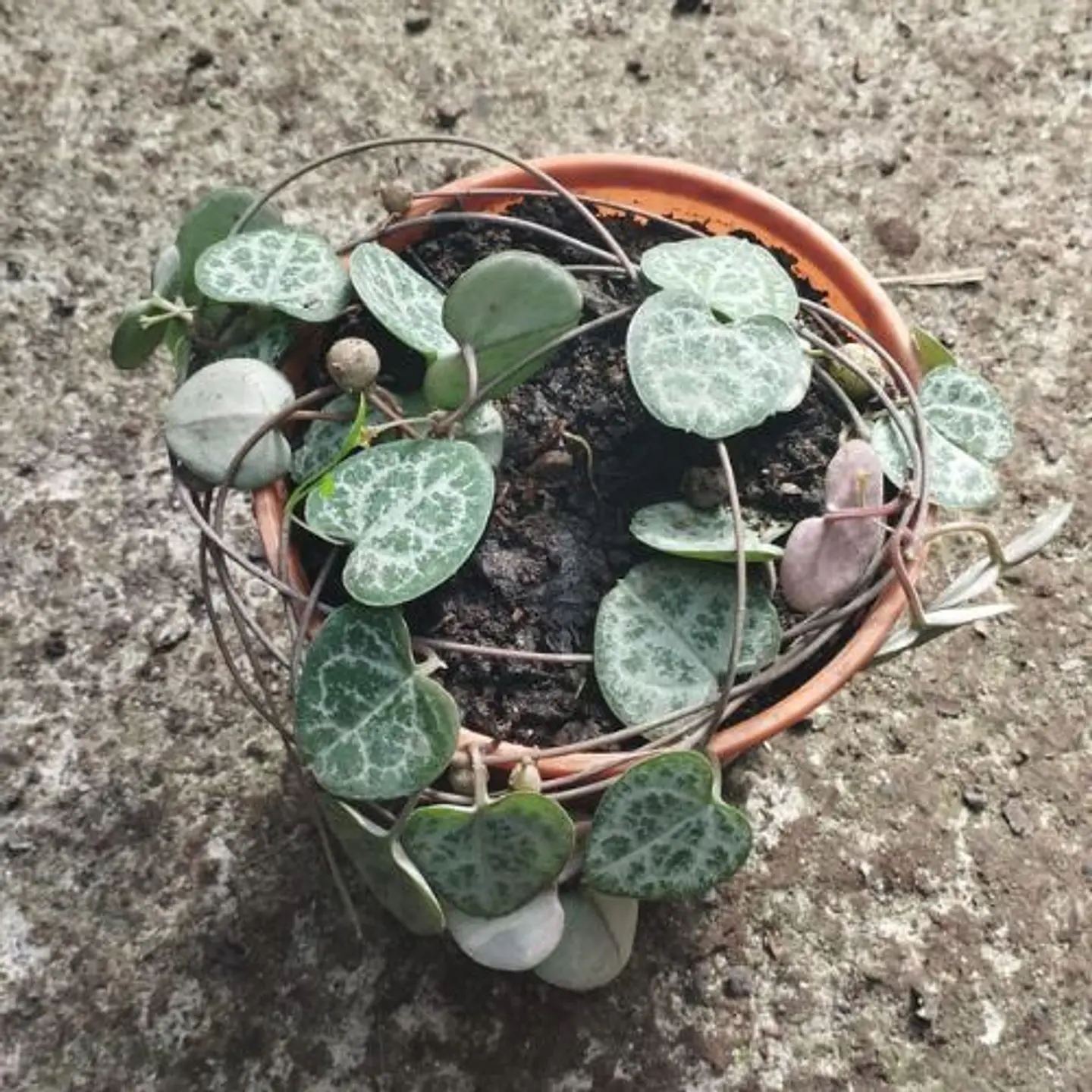 Ceropegia Woodii 1