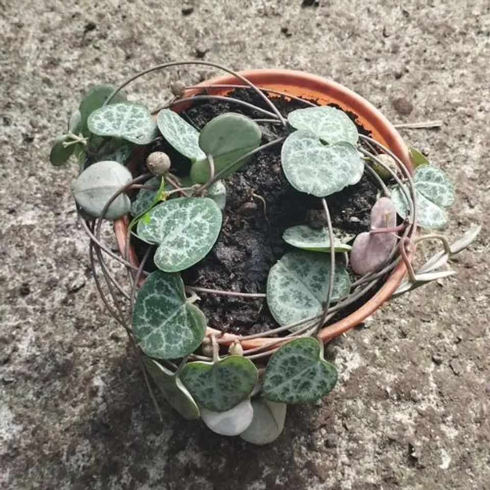 Ceropegia Woodii 1