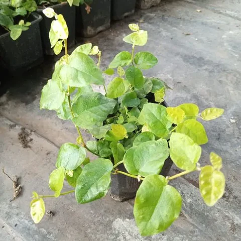 Ficus repens