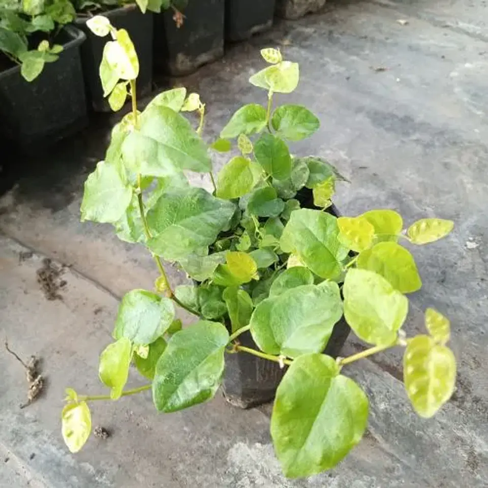Ficus repens 2