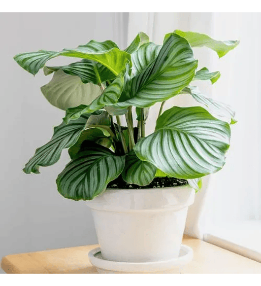 Calathea Orbifolia