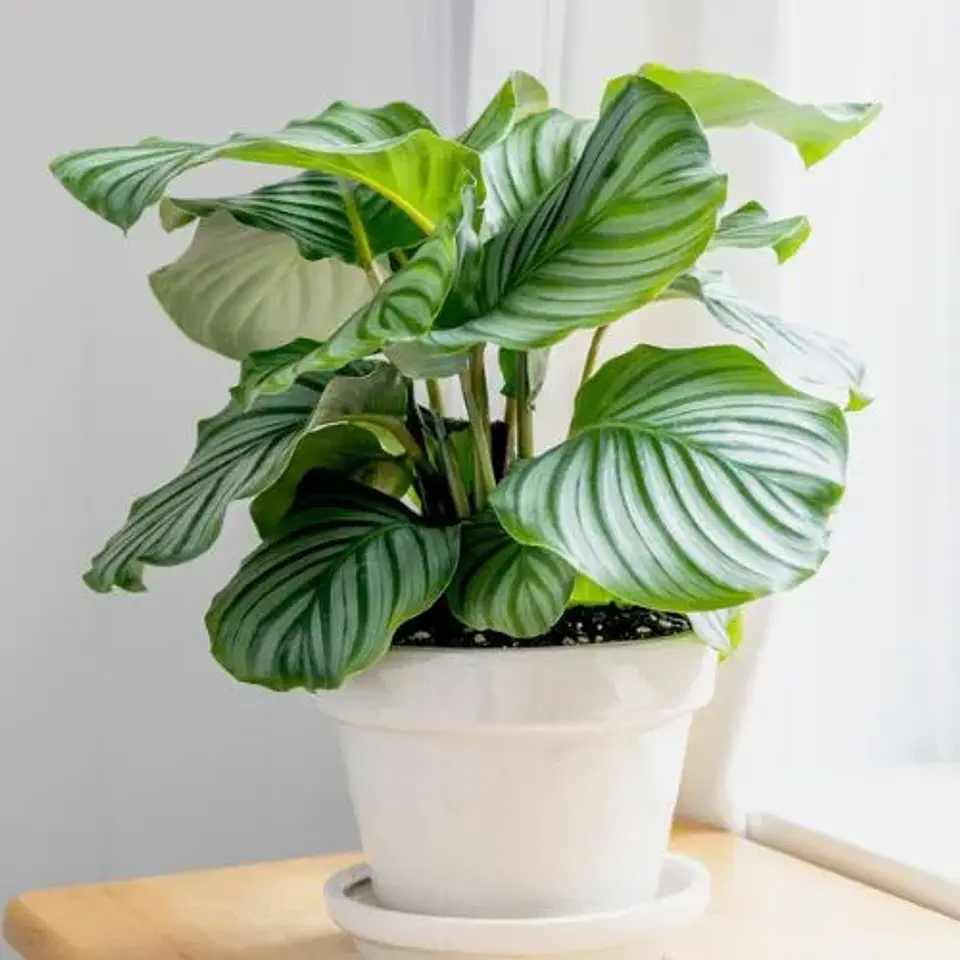 Calathea Orbifolia 1