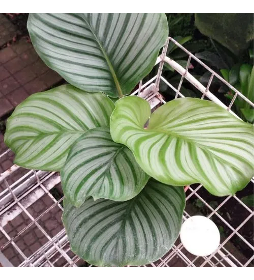 Calathea Orbifolia