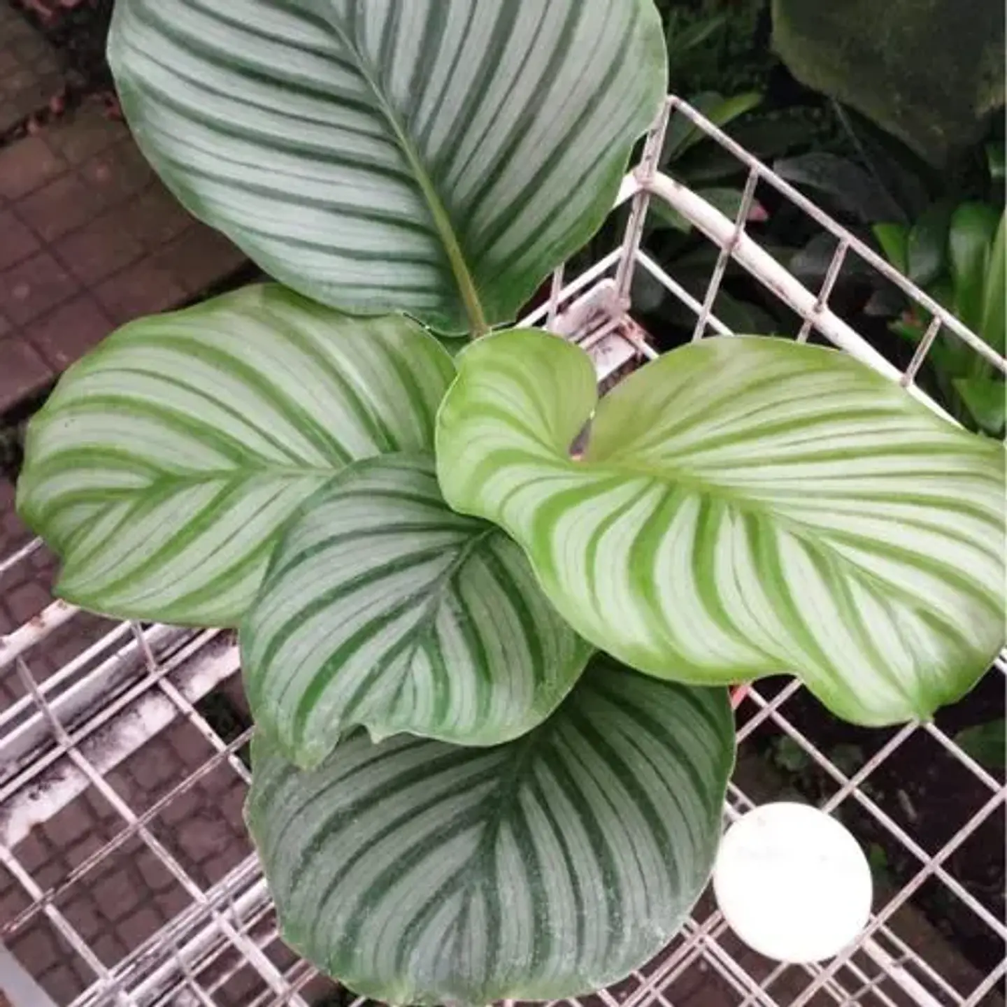 Calathea Orbifolia 2