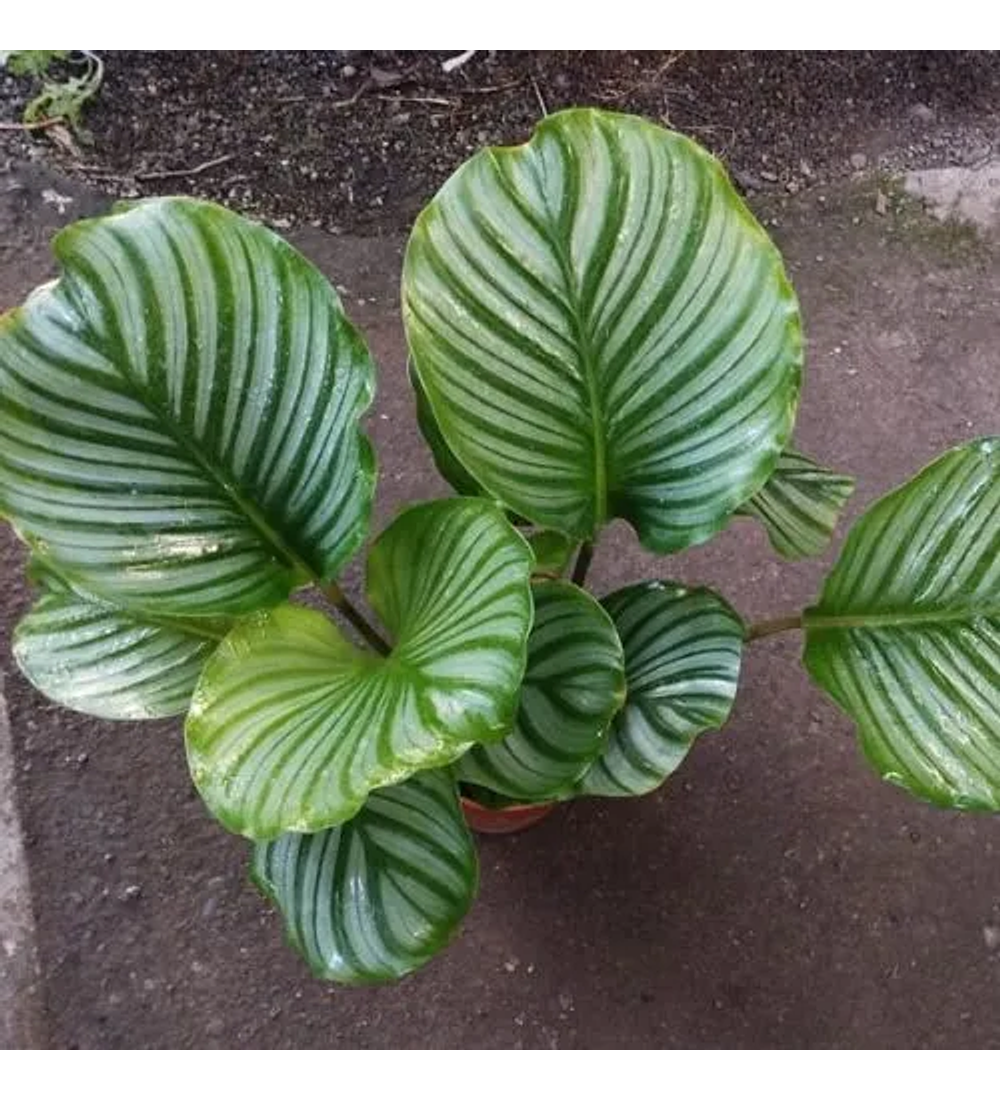 Calathea Orbifolia