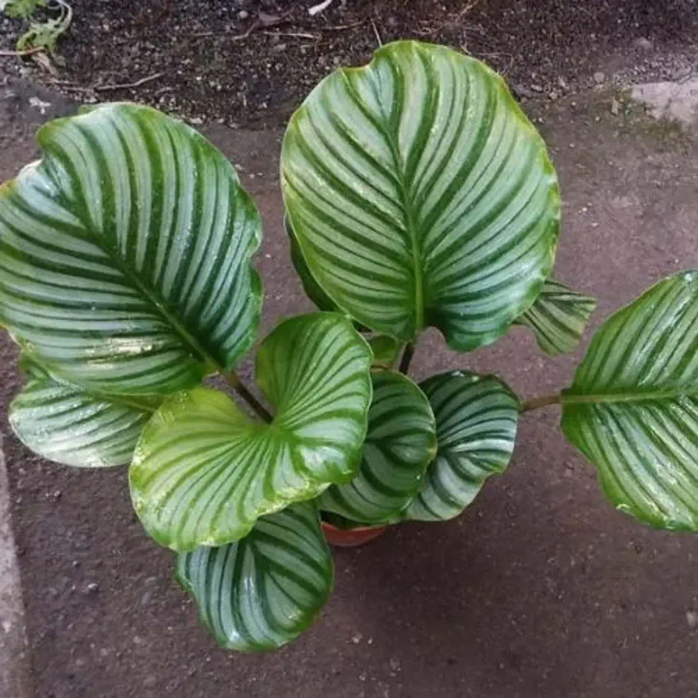 Calathea Orbifolia 3