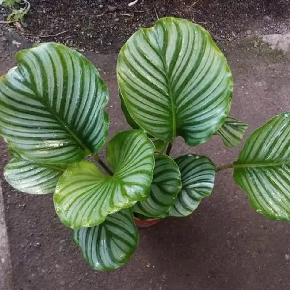 Calathea Orbifolia 3