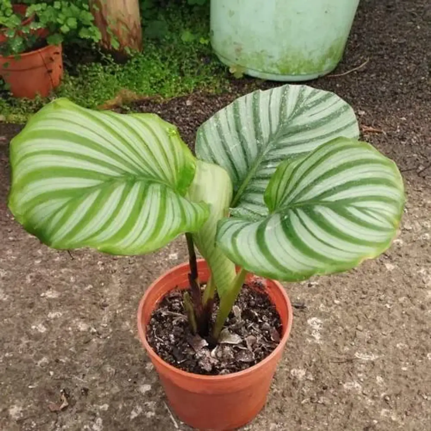 Calathea Orbifolia 4