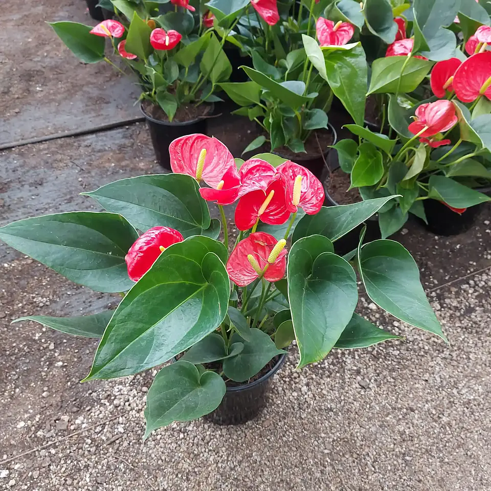 Anthurium andreanum 1