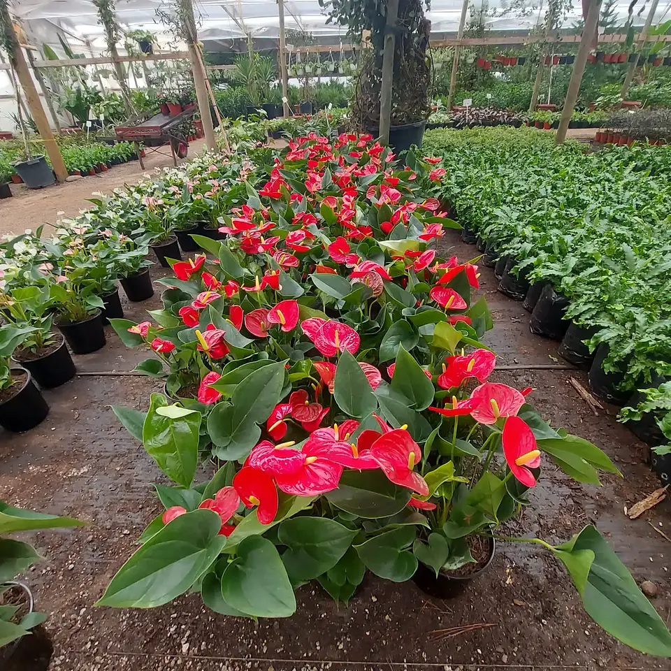 Anthurium andreanum 4