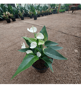 Anthurium andreanum Blanco