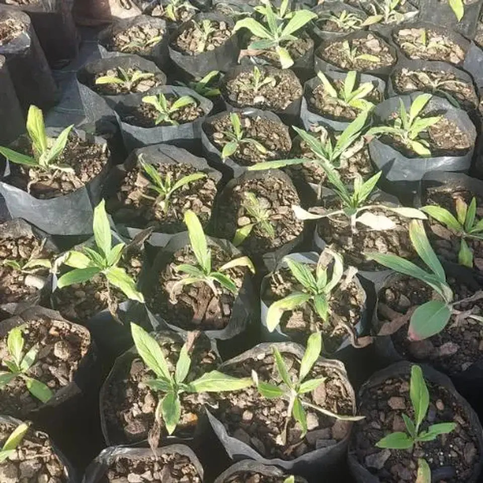 Echium 4