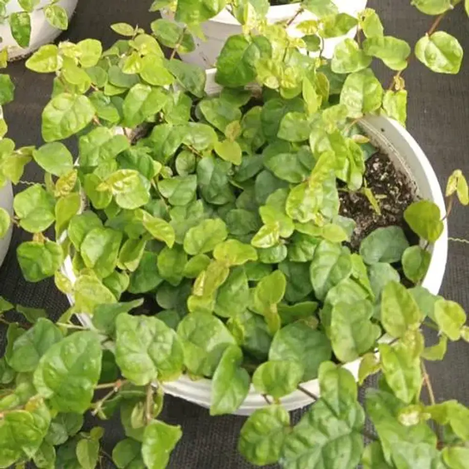 Ficus repens 3
