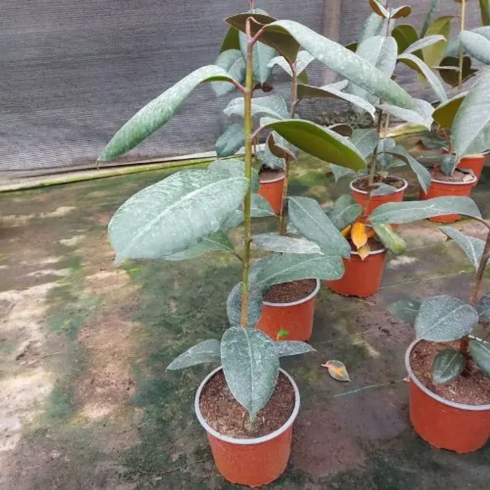 Gomero Verde 1