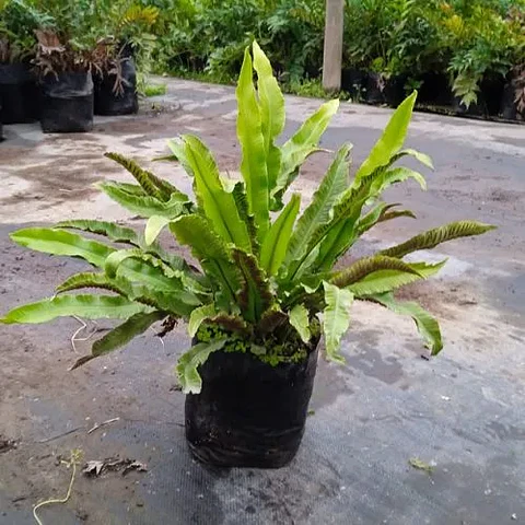 Helecho Nidus Asplenium
