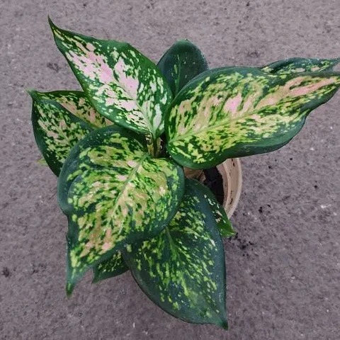 Aglaonema Anyamanee