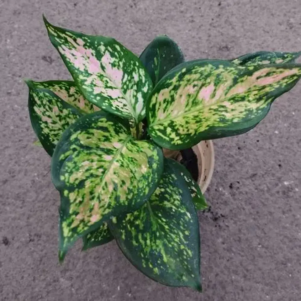 Aglaonema Anyamanee 1