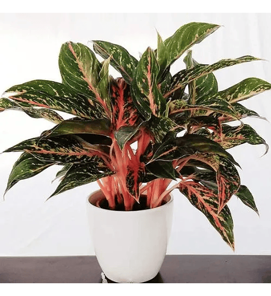 Aglaonema Anyamanee Jaspeado Rojo