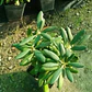 Rododendro - Miniatura 7