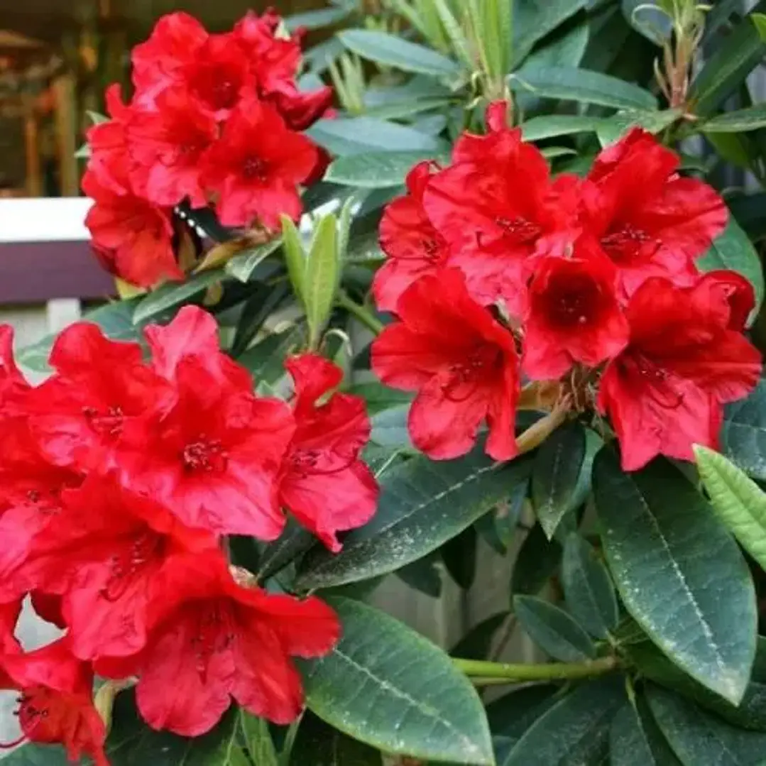 Rododendro 5