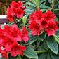 Rododendro - Miniatura 5