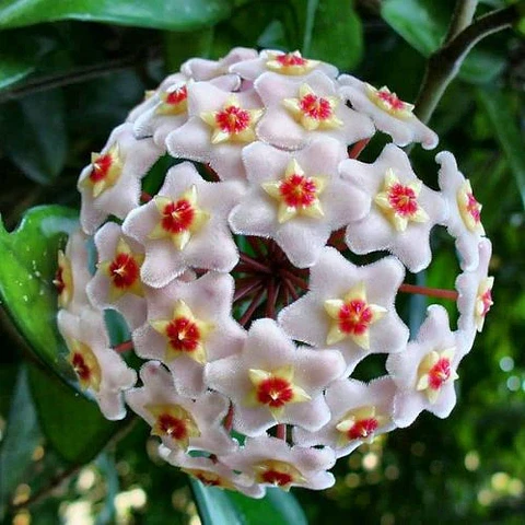Clepia