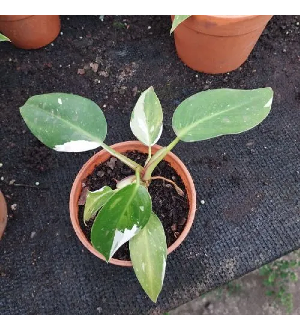 Philodendron White Princess