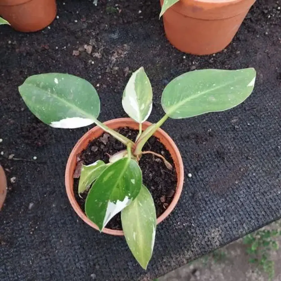 Philodendron White Princess 3